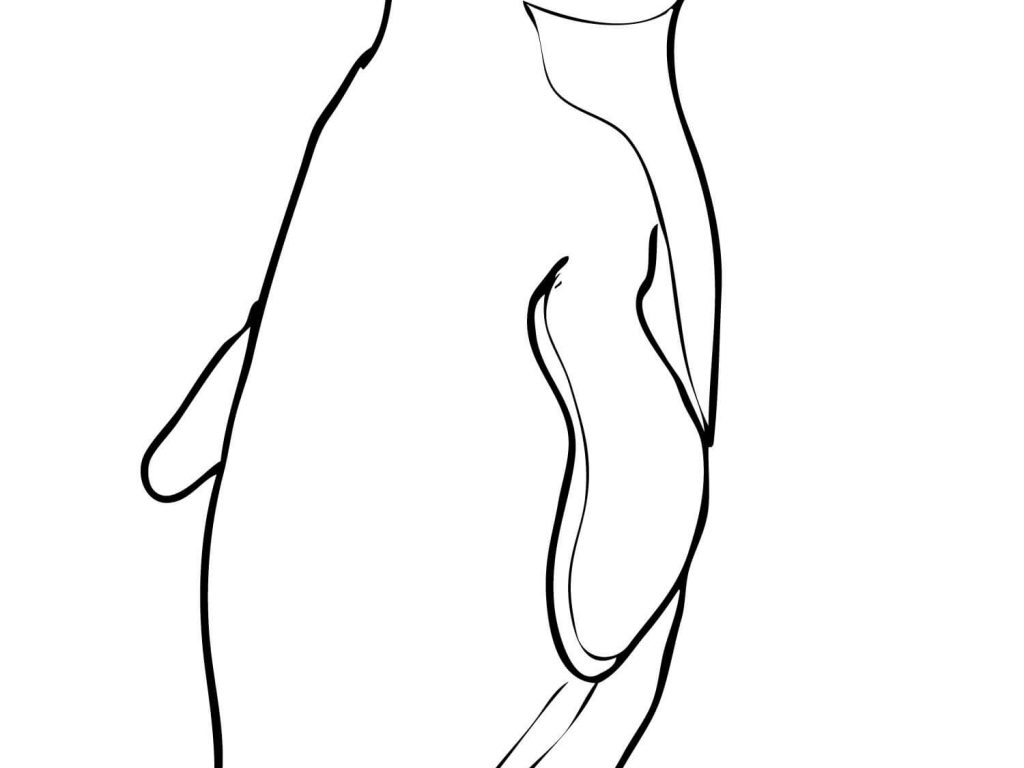 Little Blue Penguin Coloring Page Free Printable Sensational 1024x768 Little Blue Penguin Coloring Page Free Printable Sensational