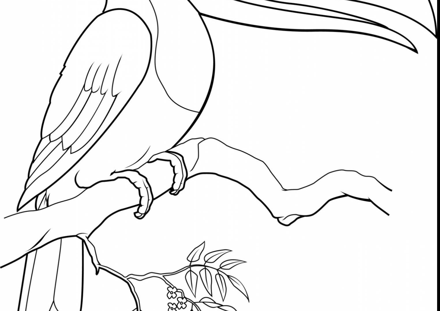 Toucan Coloring Pages Page For Preschoolers To Print Free 1525x1080 Toucan Coloring Pages Page For Preschoolers To Print Free