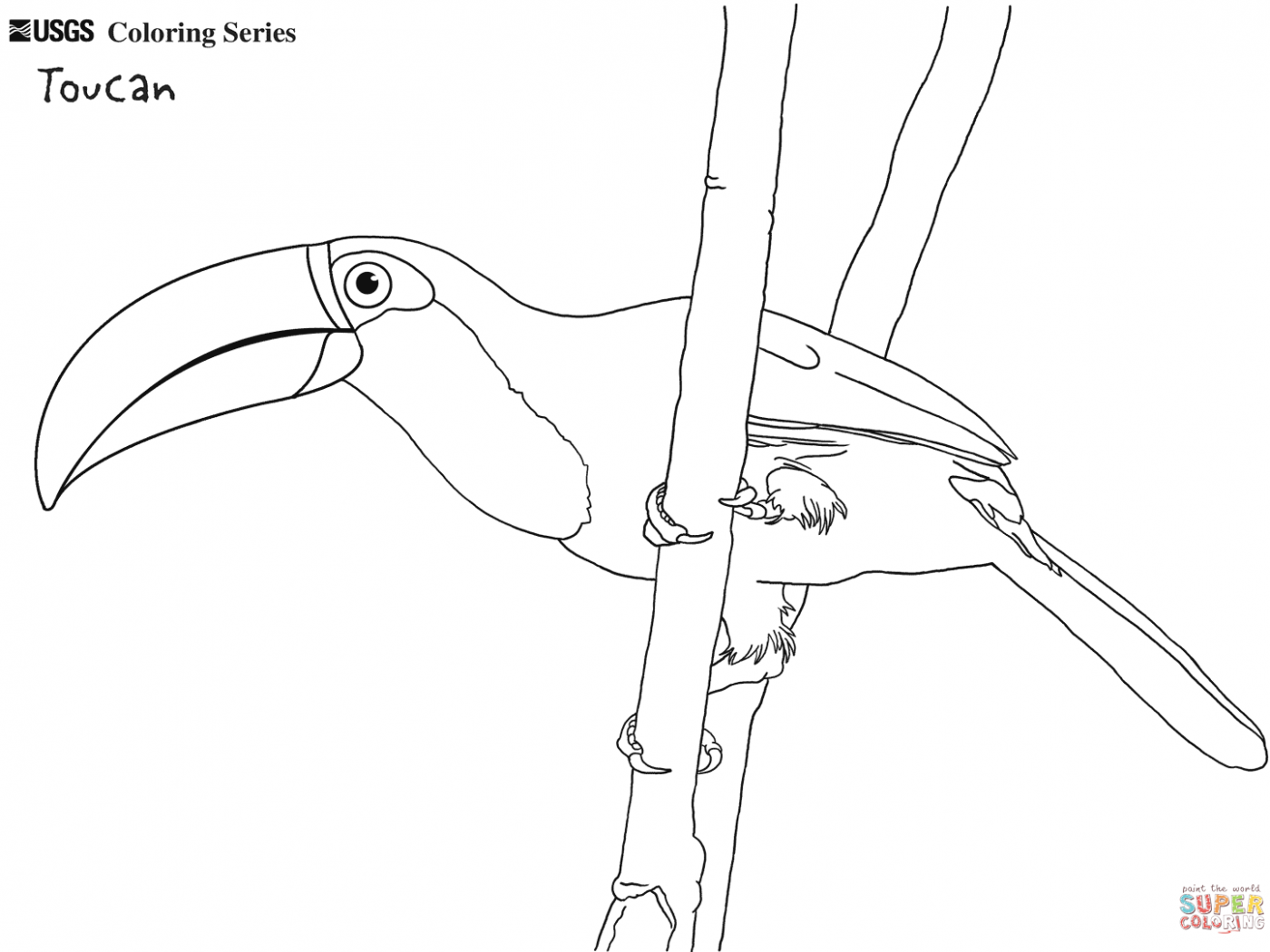 Toucan Coloring Pages To Print Page For Preschoolers Cartoon Sam 1400x1050 Toucan Coloring Pages To Print Page For Preschoolers Cartoon Sam