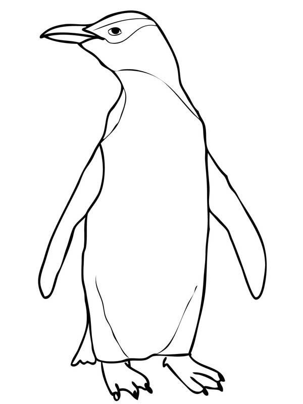 A Realistic Drawing Of Yellow Eyed Penguin Coloring Page Bags 600x800 A Realistic Drawing Of Yellow Eyed Penguin Coloring Page Bags