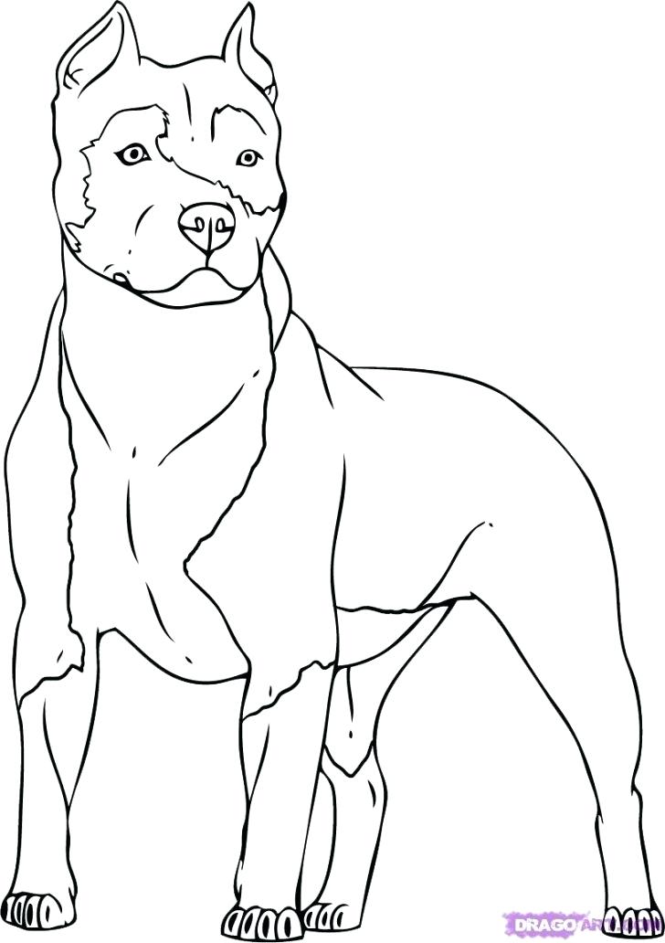 Pitbull Coloring Page Coloring Pages Realistic Pitbull Coloring 728x1032 Pitbull Coloring Page Coloring Pages Realistic Pitbull Coloring