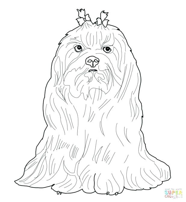 Pitbull Coloring Page Download Coloring Pages Page Free Printable 618x670 Pitbull Coloring Page Download Coloring Pages Page Free Printable