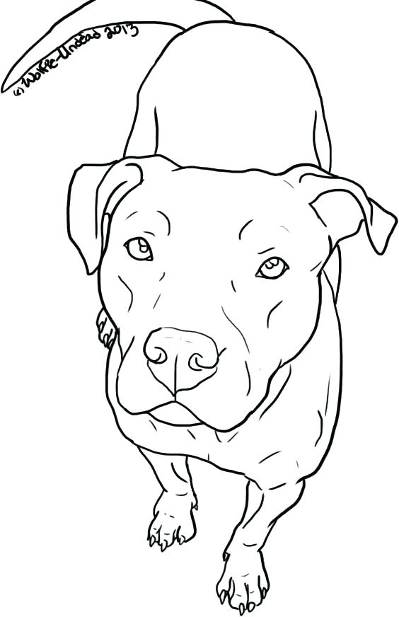 Pitbull Coloring Pages Coloring Page Free Pit Bull Line Art By 564x872 Pitbull Coloring Pages Coloring Page Free Pit Bull Line Art By