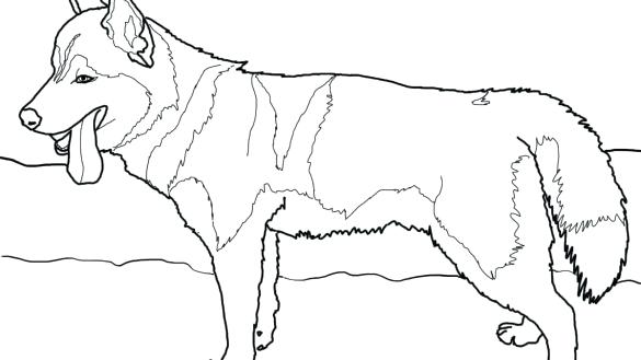 Pitbull Coloring Page Coloring Page Coloring Pages As Well As Free 585x329 Pitbull Coloring Page Coloring Page Coloring Pages As Well As Free