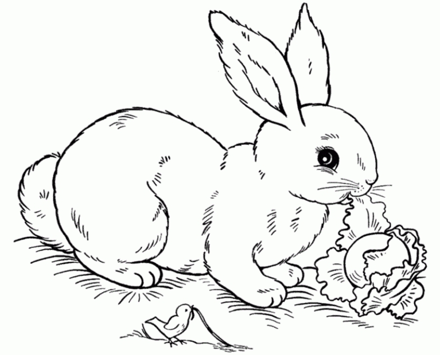 900x727 Realistic Bunny Coloring Pages