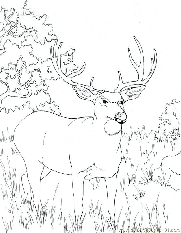 626x806 Lovely Realistic Reindeer Coloring Pages For Coloring Pages