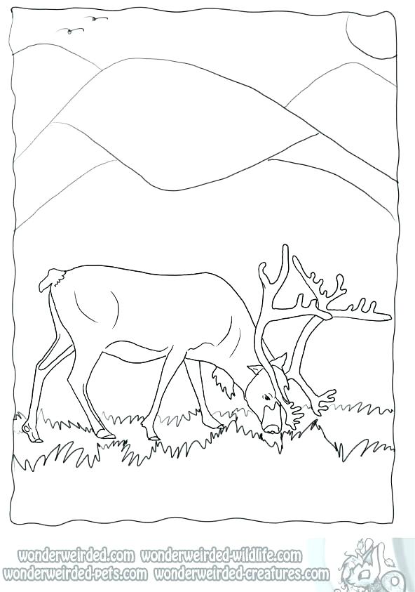 592x843 Real Animal Coloring Pages Farm Animal Coloring Book Also Best