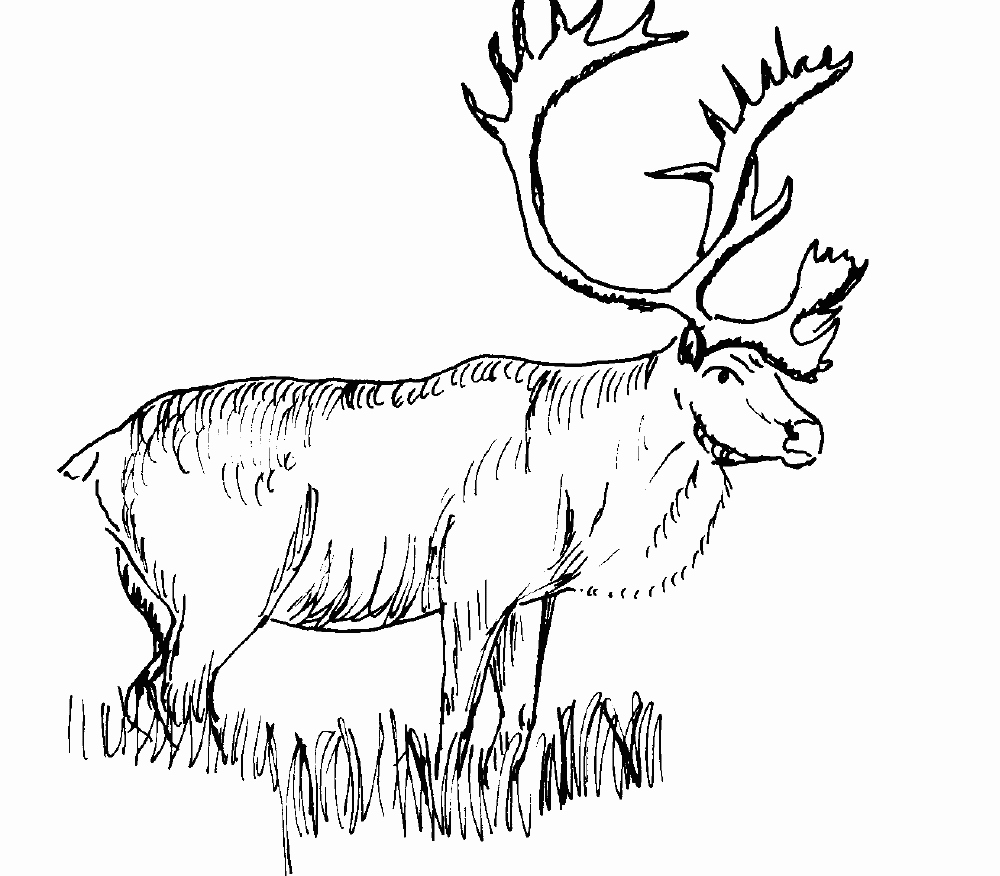 1000x876 Realistic Reindeer Coloring Pages