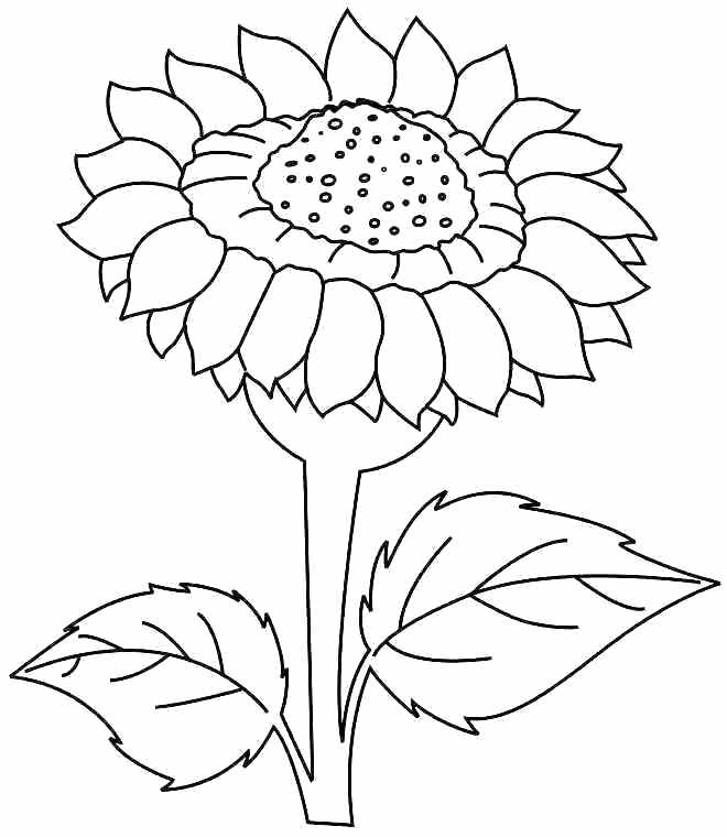 660x760 Realistic Flower Coloring Pages Download And Print Rose Flower