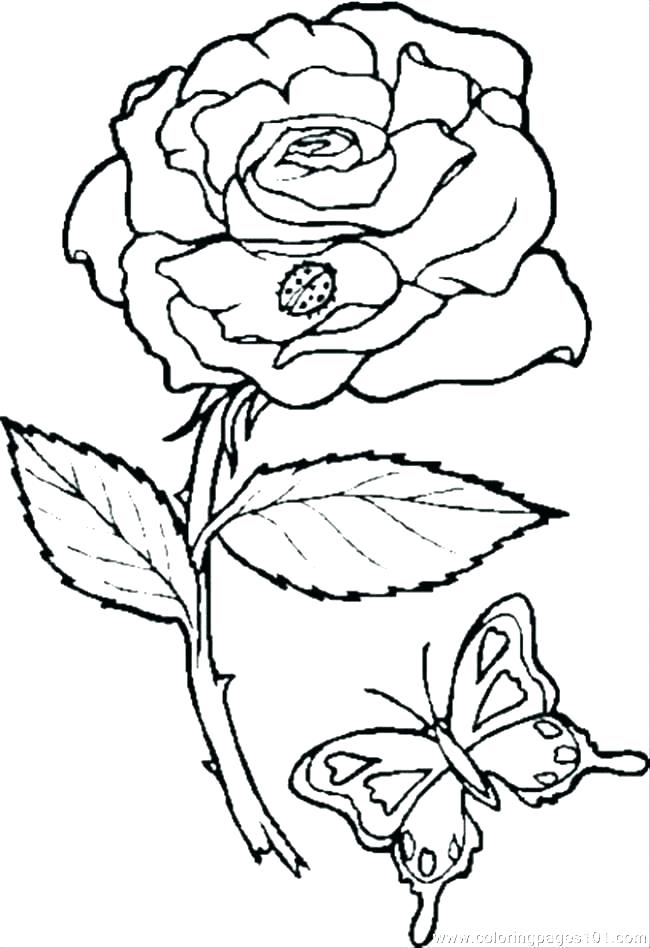 Printable Rose Flower Coloring Pages Vanda 650x948 Printable Rose Flower Coloring Pages Vanda