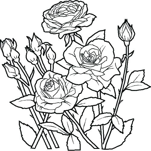 Realistic Flower Coloring Pages 500x503 Realistic Flower Coloring Pages