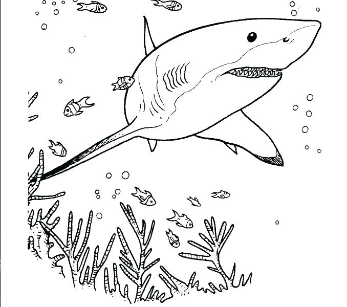 678x600 Bull Shark Coloring Sheets Realistic Shark Coloring Pages