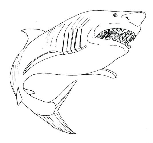 535x500 Coloring Page Great White Shark Coloring Page. Free Printable
