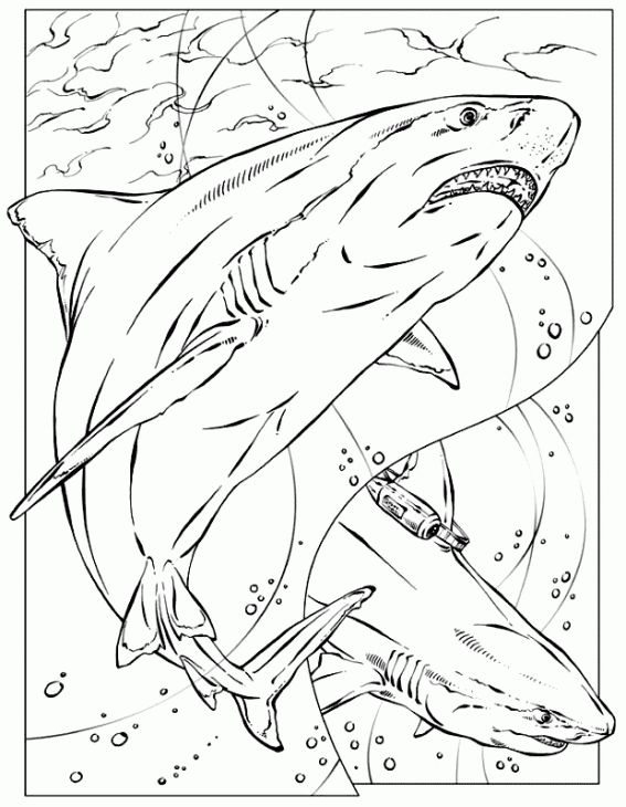 567x730 Shark Coloring Book Pages Realistic Coloring Page Of Shark
