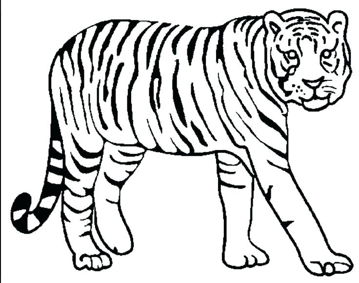 Realistic Tiger Coloring Pages at GetColorings.com | Free printable ...