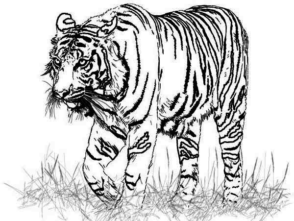A Realistic Drawing Of Bengal Tiger Coloring Page 600x451 A Realistic Drawing Of Bengal Tiger Coloring Page