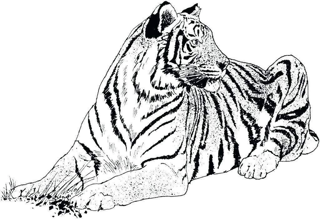 Free Tiger Coloring Pages Tigers Coloring Pages Free Printable 1024x702 Free Tiger Coloring Pages Tigers Coloring Pages Free Printable