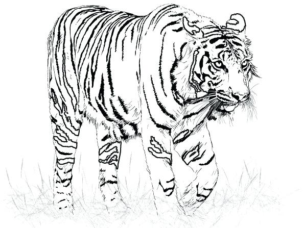 Free Tiger Coloring Pages Slavyanskiy.club 595x447 Free Tiger Coloring Pages Slavyanskiy.club