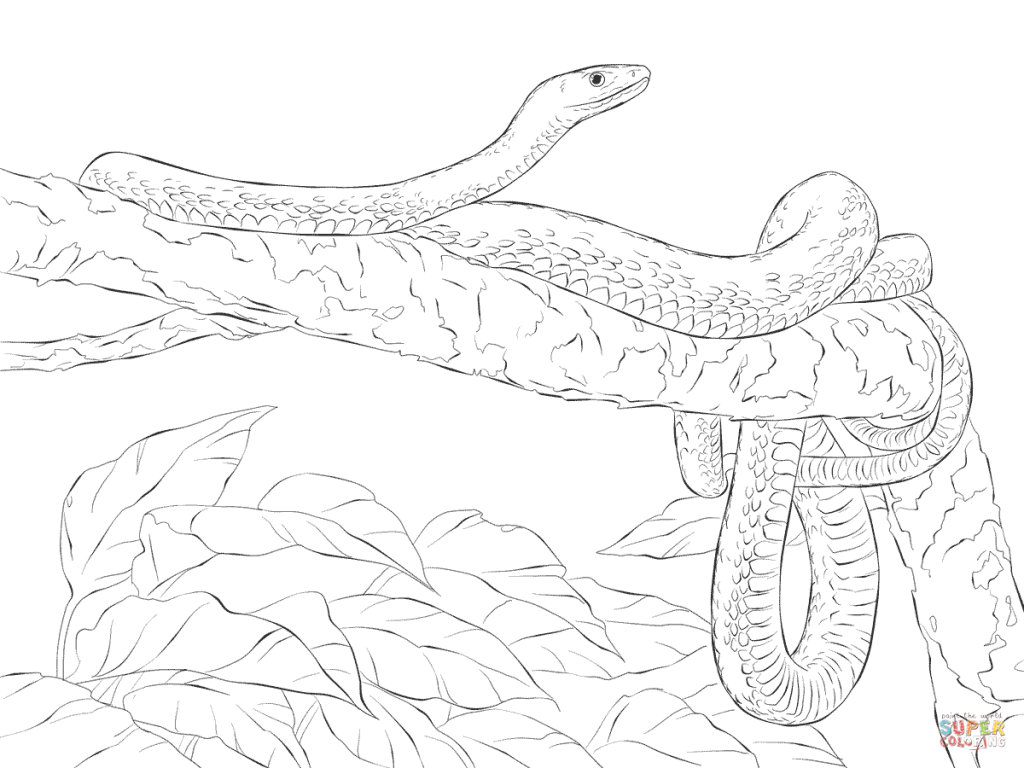 Eastern Green Mamba Tree Download Coloring Pages 1024x768 Eastern Green Mamba Tree Download Coloring Pages