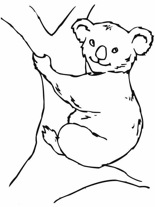 Koala Bear On Big Tree Coloring Page Color Luna 600x800 Koala Bear On Big Tree Coloring Page Color Luna