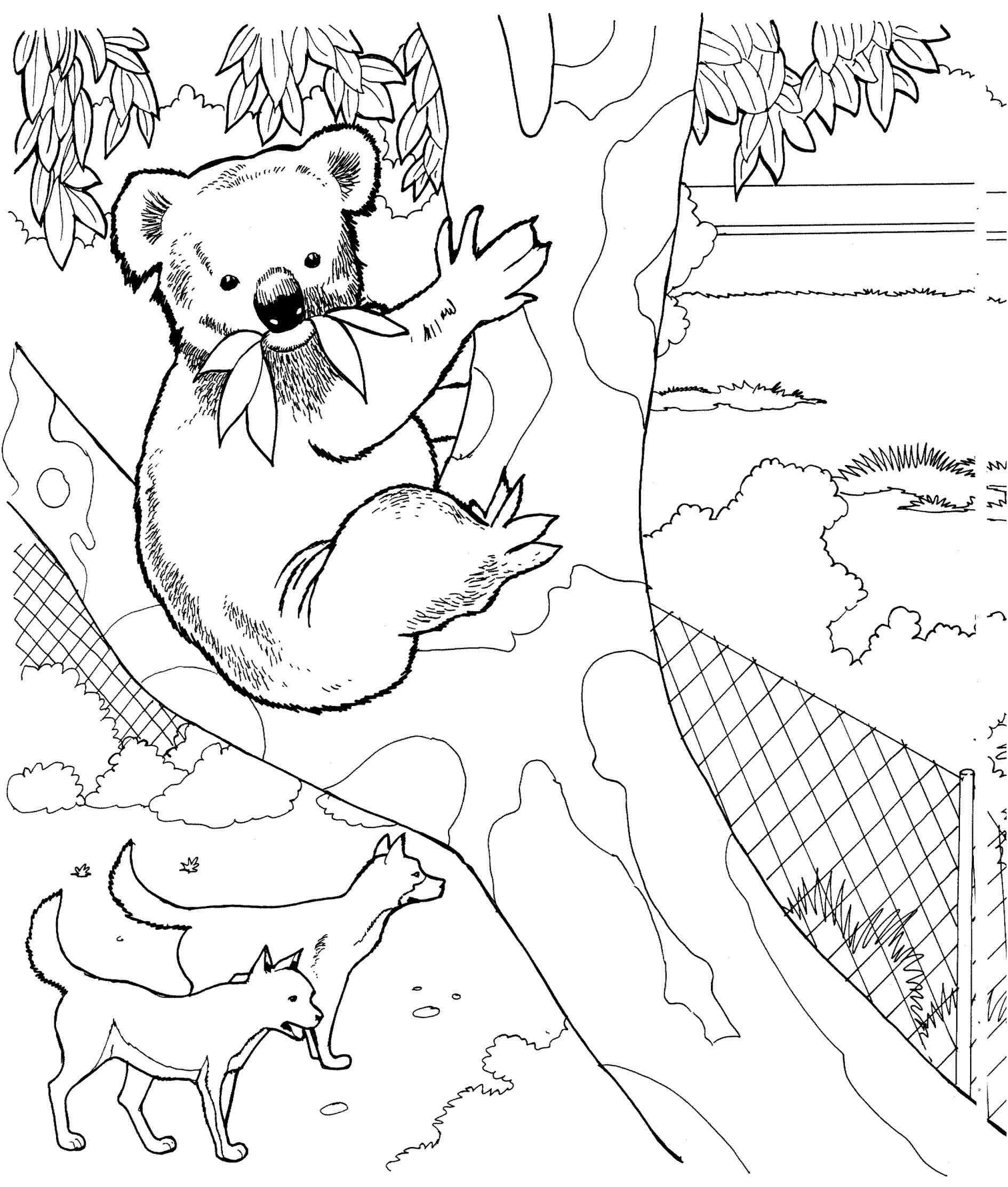 Realistic Koala Coloring Pages Online Coloring Printable 1890x2226 Realistic Koala Coloring Pages Online Coloring Printable