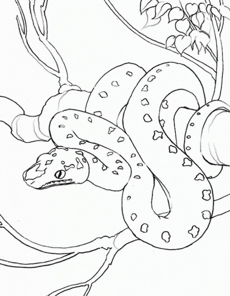 Realistic Snake On A Tree Coloring Page Famous People Coloring 795x1024 Realistic Snake On A Tree Coloring Page Famous People Coloring