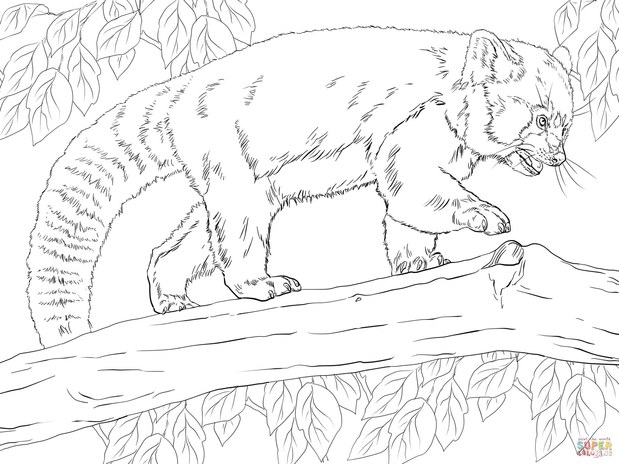Red Panda Coloring Page Red Panda On Tree Coloring Page 2048x1536 Red Panda Coloring Page Red Panda On Tree Coloring Page