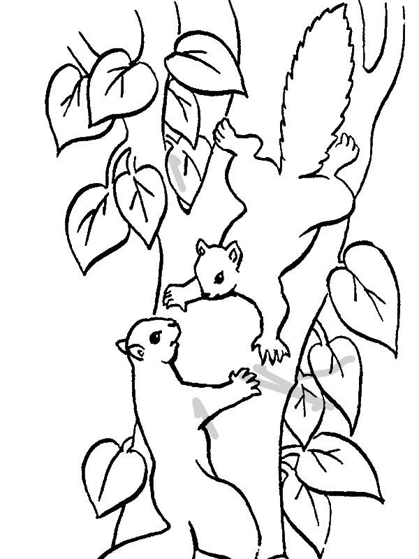 Squirrel Climbing Tree Coloring Page 600x800 Squirrel Climbing Tree Coloring Page