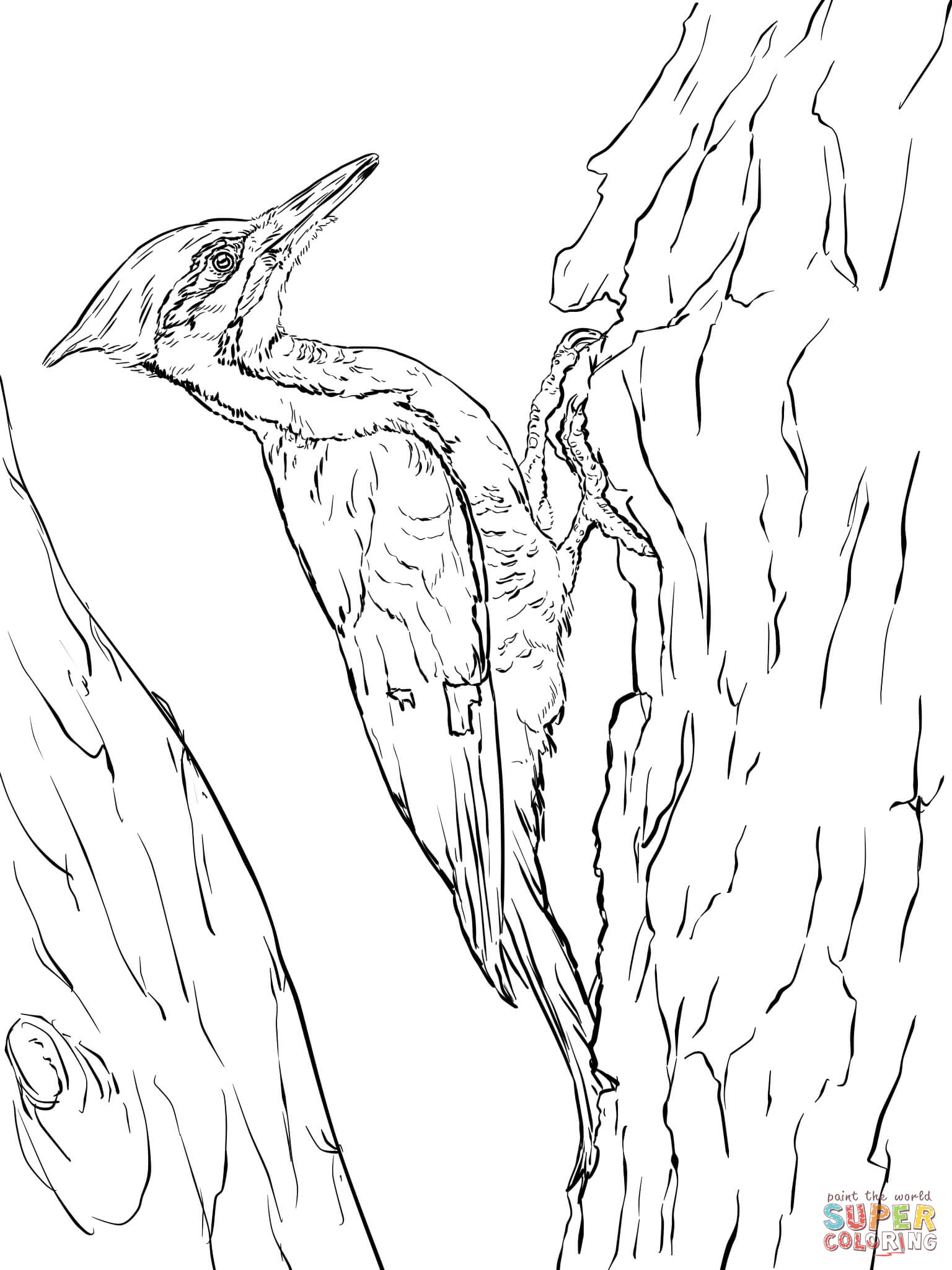 Survival Downy Woodpecker Coloring Page Hairy 1536x2048 Survival Downy Woodpecker Coloring Page Hairy