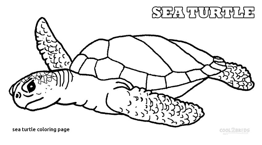 Realistic Turtle Coloring Pages at GetColorings.com | Free printable ...