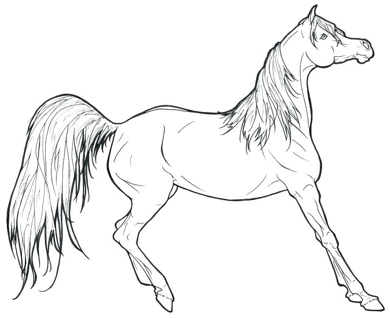 800x653 Printable Realistic Unicorn Coloring Pages