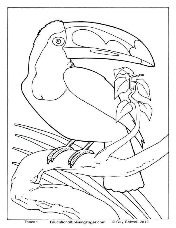 612x792 Real Baby Animal Coloring Pages Rattlesnake Coloring Page