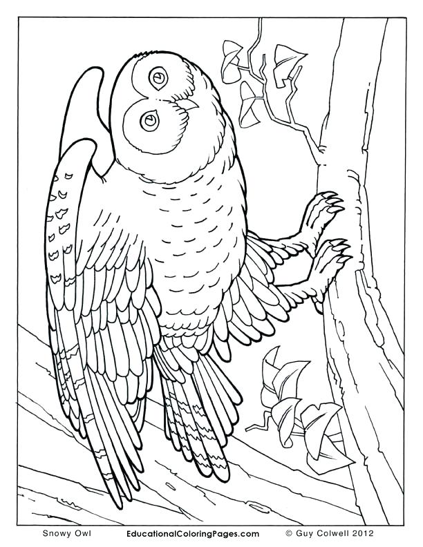612x792 Realistic Animal Coloring Pages Also Wild Animal Coloring Pages