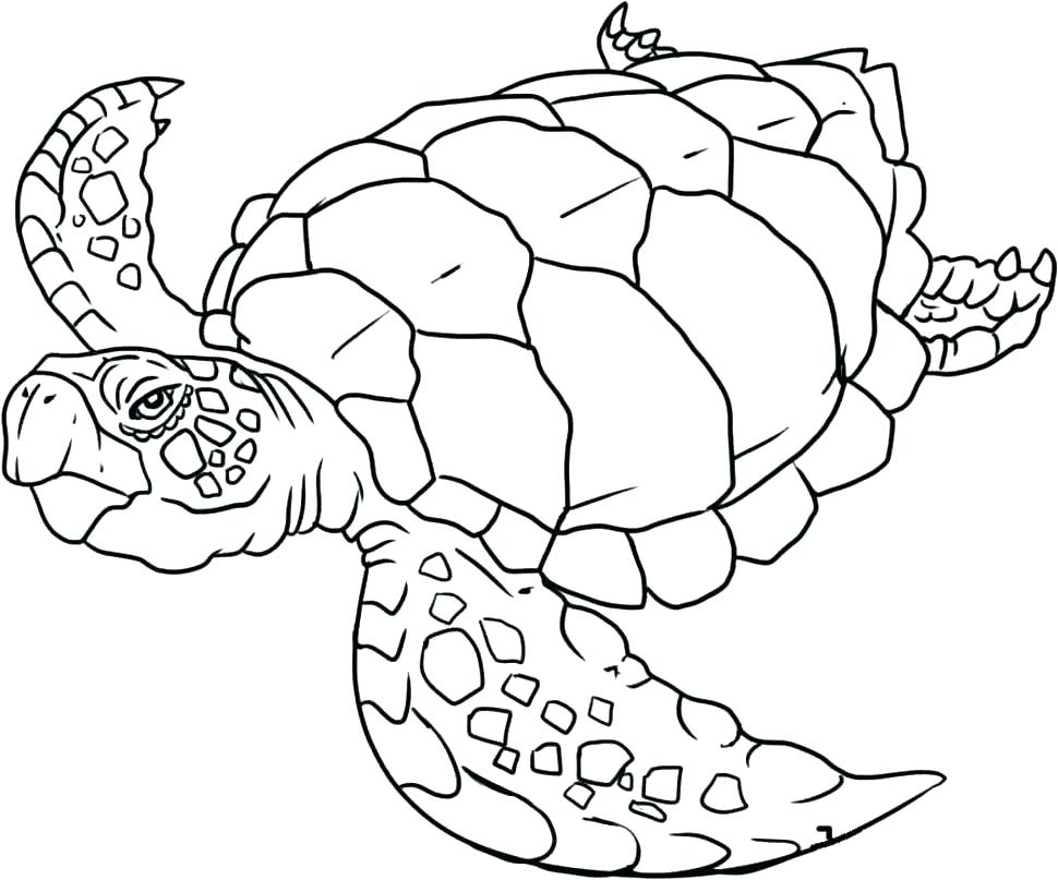 970x807 Realistic Colouring Pages For Adults Underwater Animals Coloring