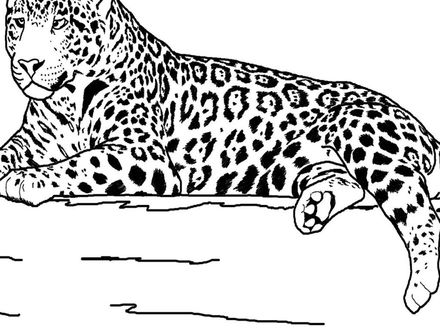 440x330 33 Real Animal Coloring Pages, Tiger Wild Animals Coloring Pages