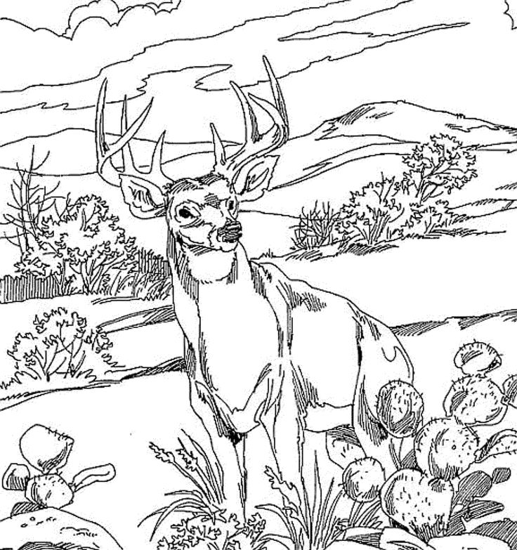 736x783 44 Best Of Free Printable Realistic Animal Coloring Pages