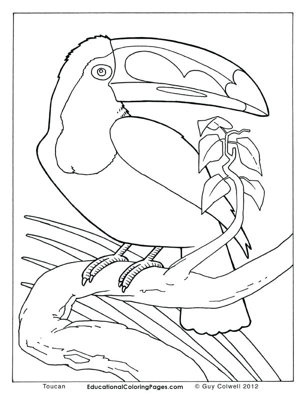 Forest Animals Coloring Pages Tundra Animals Coloring Pages 612x792 Forest Animals Coloring Pages Tundra Animals Coloring Pages
