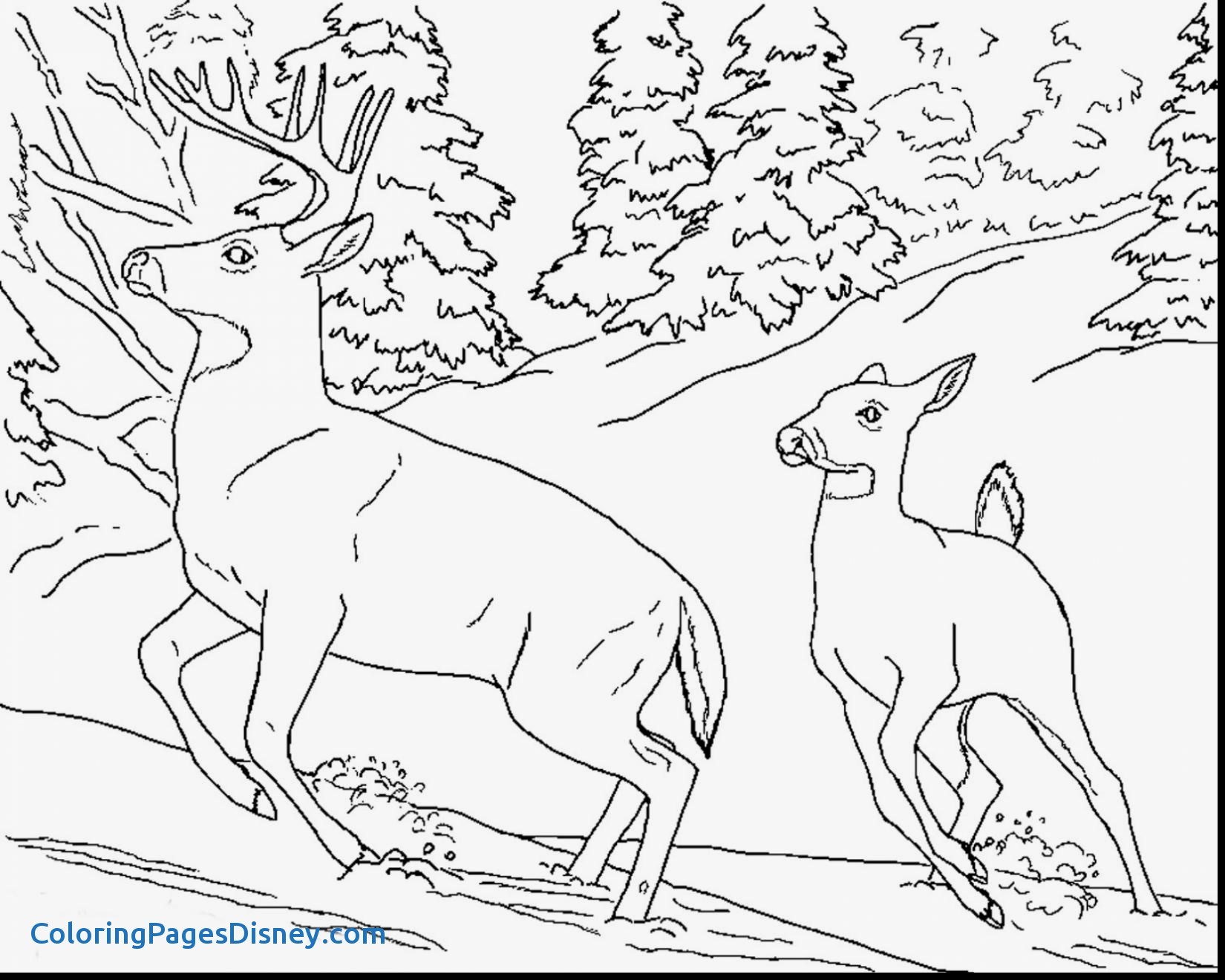 Realistic Animals Coloring Pages Elegant Realistic Animal Coloring 1650x1320 Realistic Animals Coloring Pages Elegant Realistic Animal Coloring