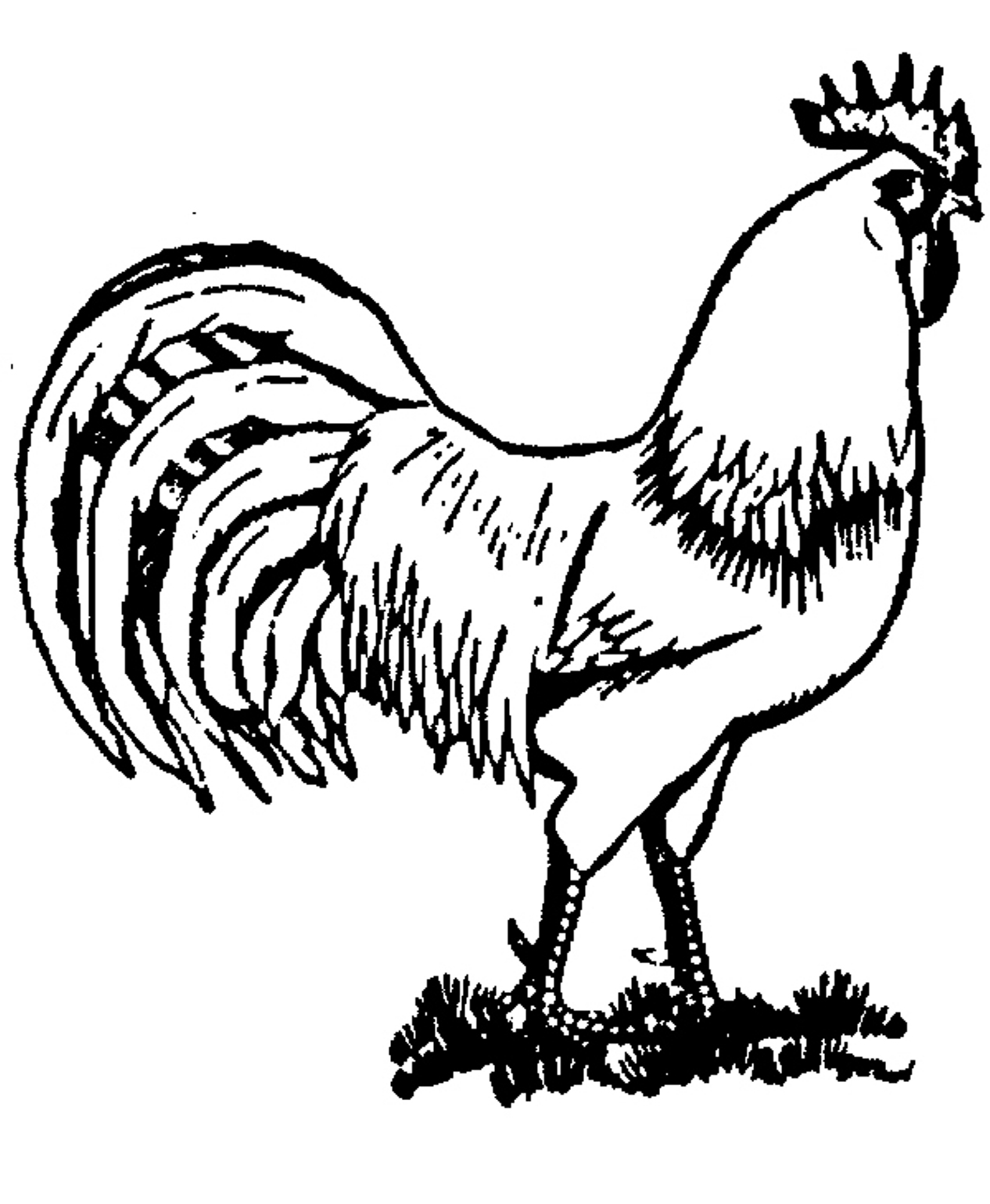 Realistic Farm Animal Coloring Pages Roosters 1266x1540 Realistic Farm Animal Coloring Pages Roosters