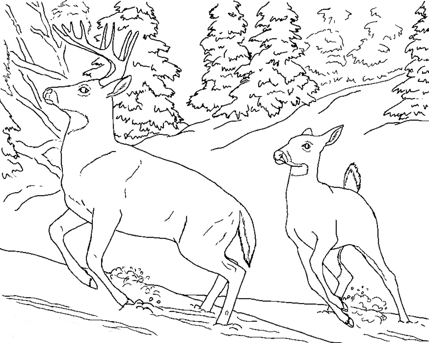 Animal Coloring Pages To Print Realistic Deer Animal Coloring 1500x1200 Animal Coloring Pages To Print Realistic Deer Animal Coloring