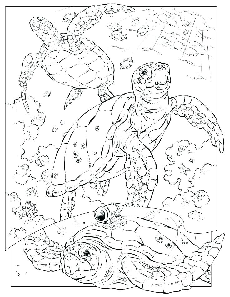 Coloring Pages Animals Realistic Coloring Page Of Animals Marine 736x952 Coloring Pages Animals Realistic Coloring Page Of Animals Marine