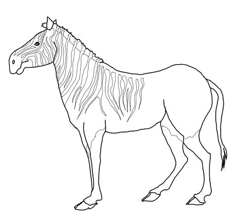 480x451 Zebra Coloring Pages Zebra Coloring Page Adult Coloring Pages