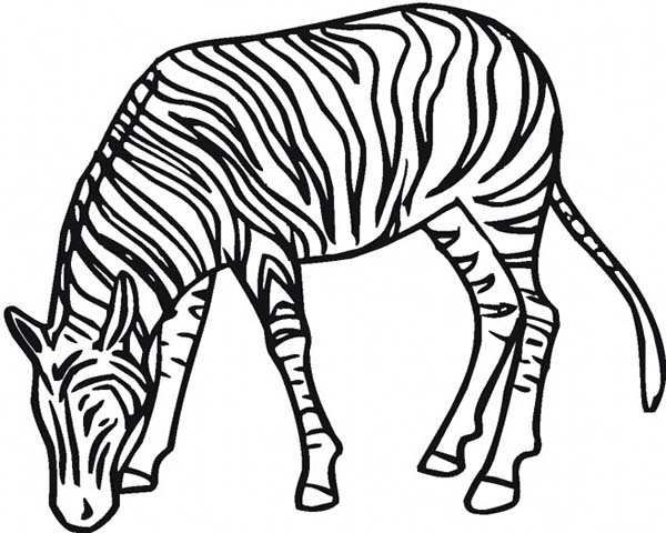 600x480 Zebra Eating Grass Coloring Page Zebra Eating Grass Coloring Page