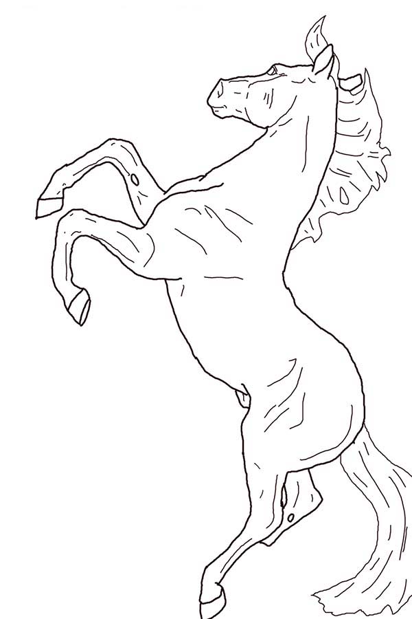 Horse Rearing In Horses Coloring Page 600x900 Horse Rearing In Horses Coloring Page