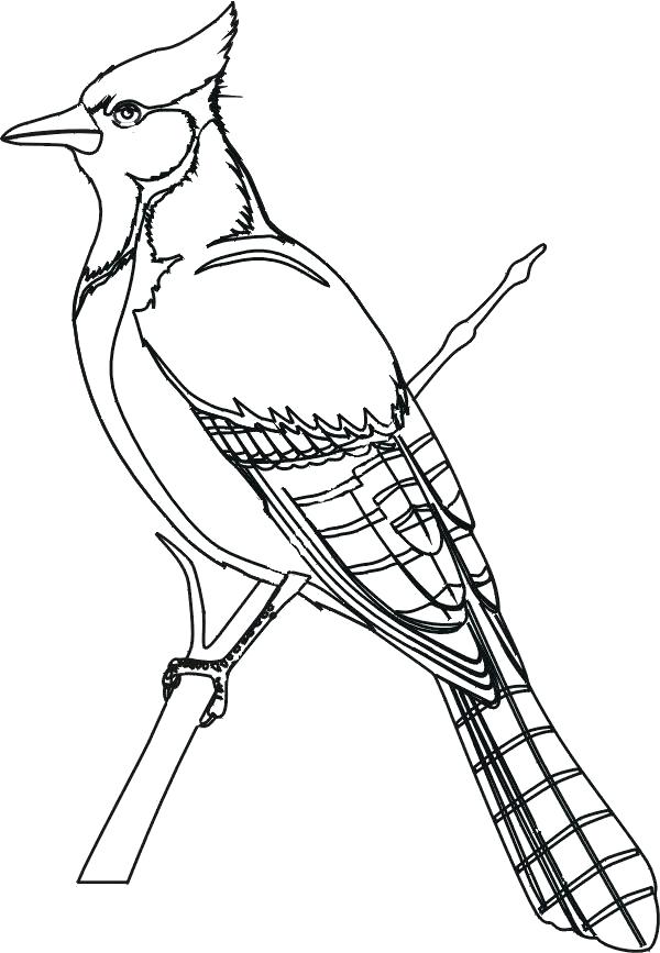 Cardinal Bird Coloring Page Bird Coloring Pages Blue Jay A Red 600x867 Cardinal Bird Coloring Page Bird Coloring Pages Blue Jay A Red