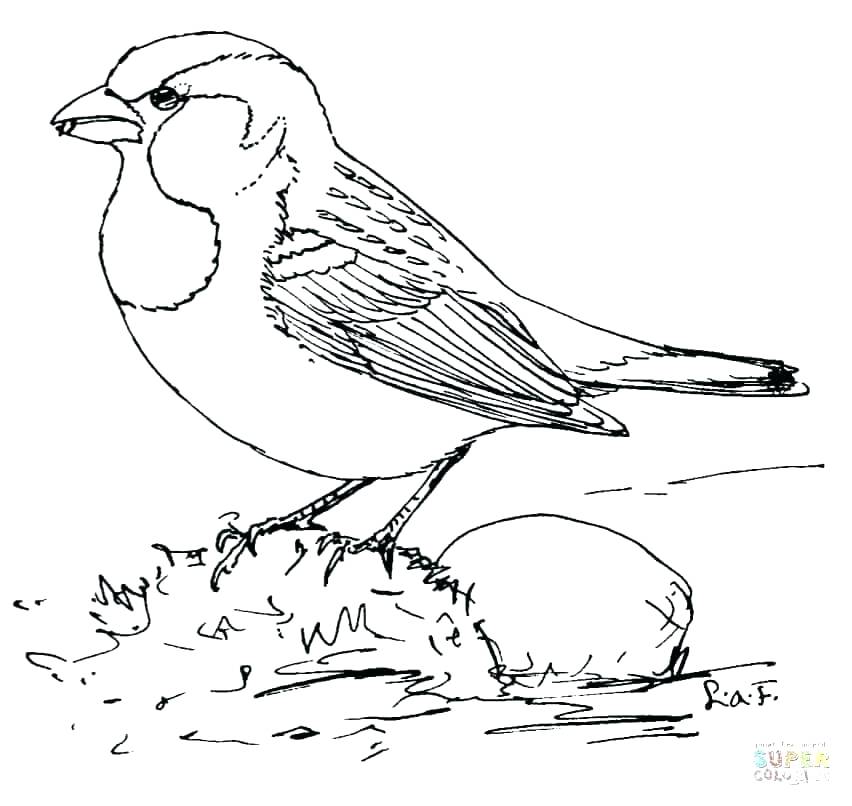 852x806 Cardinal Bird Coloring Page Cardinal Coloring Pages Sparrow