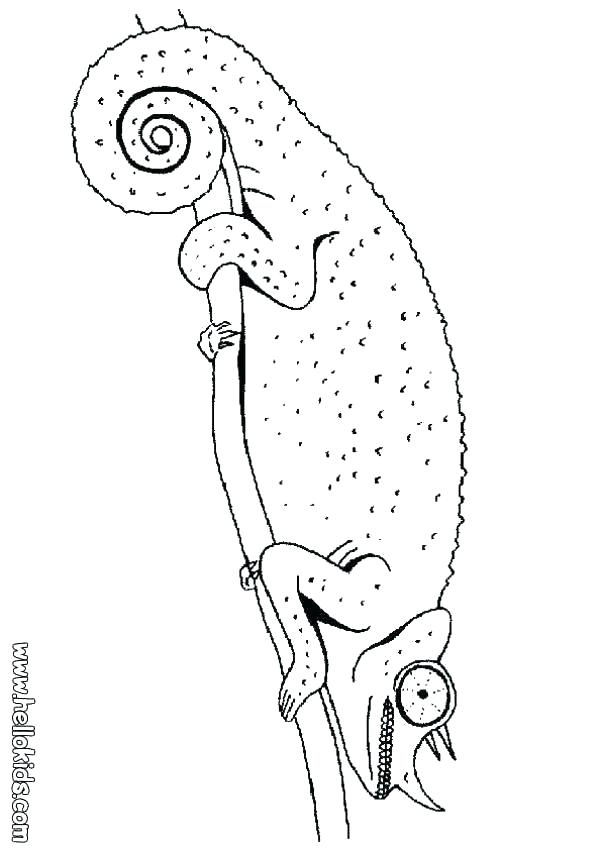 601x850 Mixed Up Chameleon Coloring Page The Pages Carpet Fuhrer Von