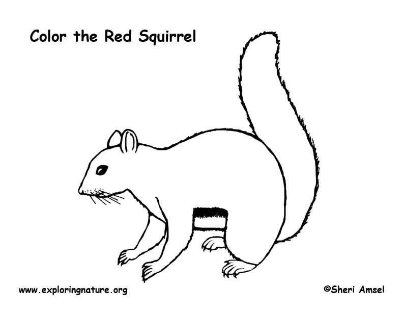 792x612 Squirrel (Red) Coloring Page