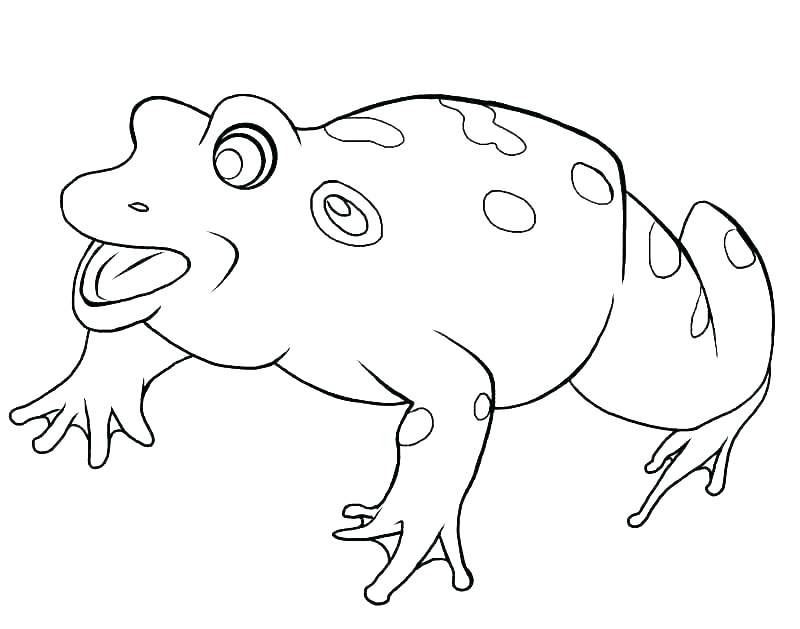 Red Eye Tree Frog Coloring Pages at GetColorings.com | Free printable