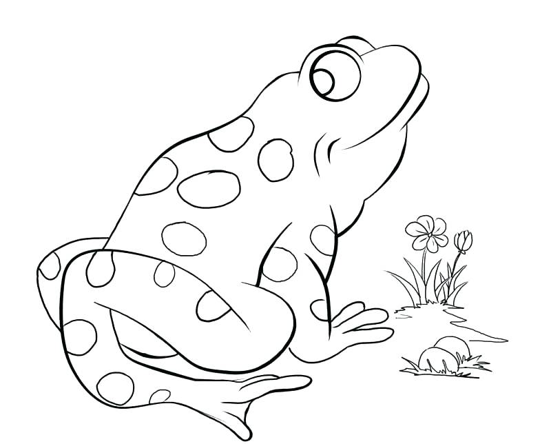 Red Eyed Tree Frog Coloring Page Coloring Page Realistic Frog Red 800x644 Red Eyed Tree Frog Coloring Page Coloring Page Realistic Frog Red